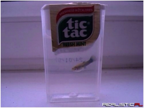 Rybka w tic tacach
