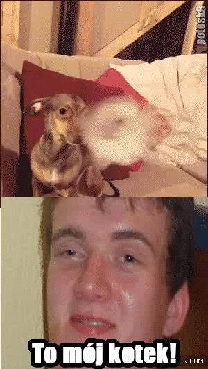 To mój kotek