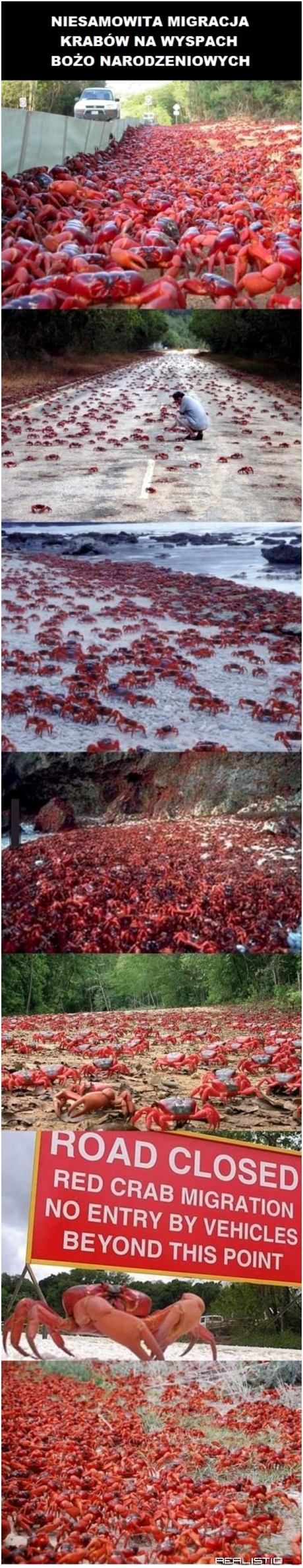 Wędrówki krabów :)