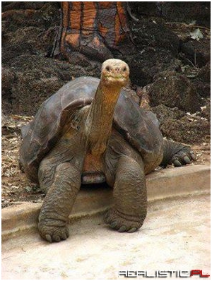 100 year old tortoise!