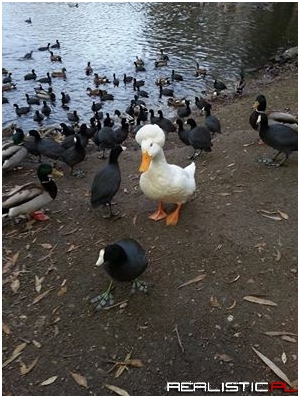 Afroduck is ready to disco
