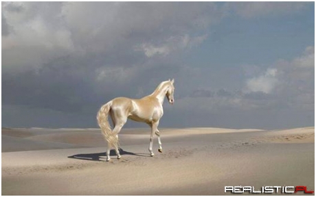 Akhal-Teke, from Turkmenistan, is the most beautiful horse in the world