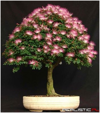 Beautiful Bonsai tree