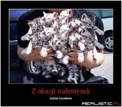 Bukiet kociaków