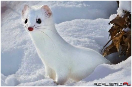 Ermine Weasel