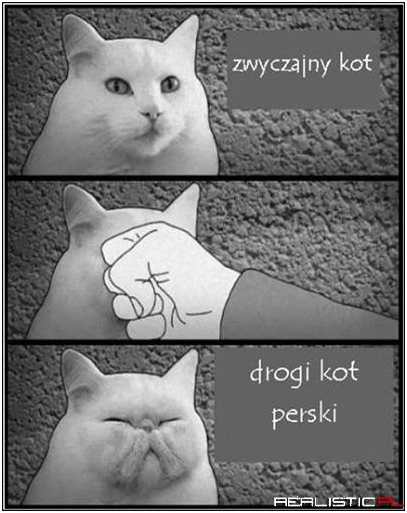 Kot