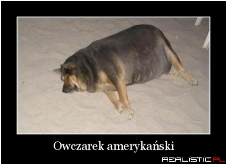 Owczarek amerykański