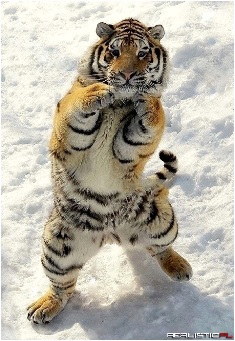 Boxing Pose!