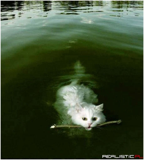 I don't have the heart to tell him that he is not a dog