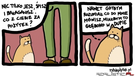 Kocia logika