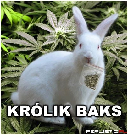 Królik Baks