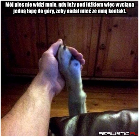 Łapka!