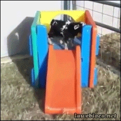 Like a boss