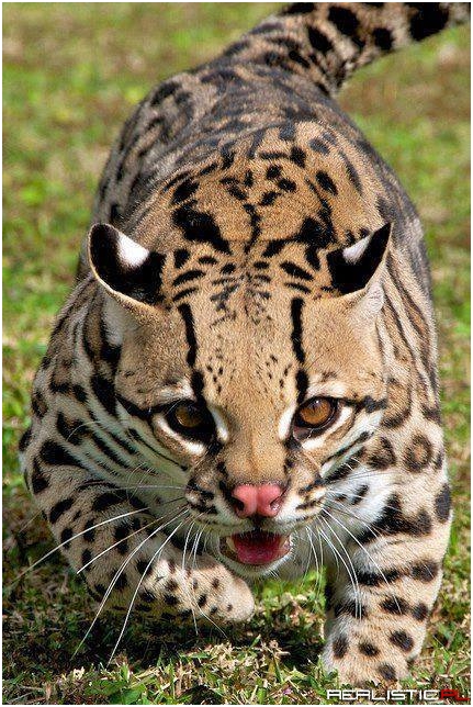 Majestic Ocelot
