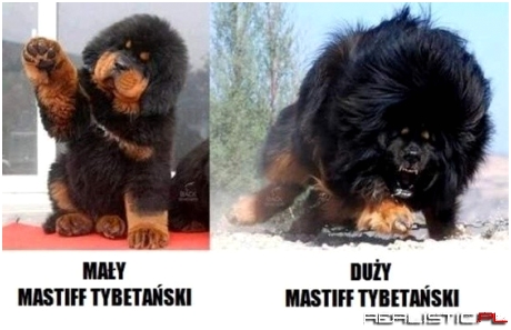 Najstraszniejszy pies świata