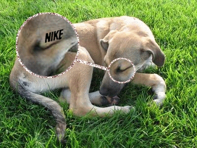 Pies NIke