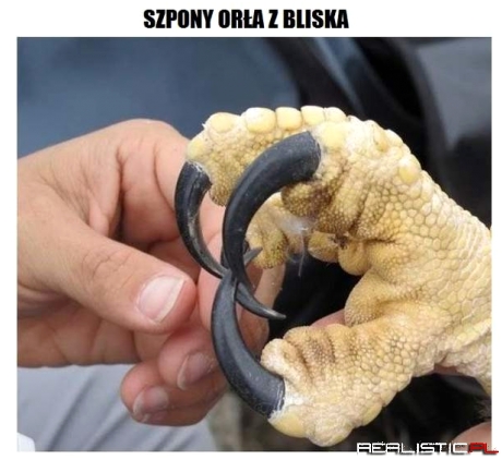 Szpony Orła z bliska