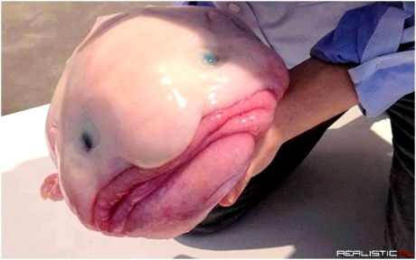 The blobfish