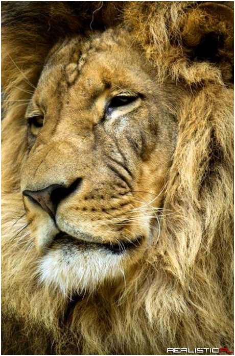 The face of a king