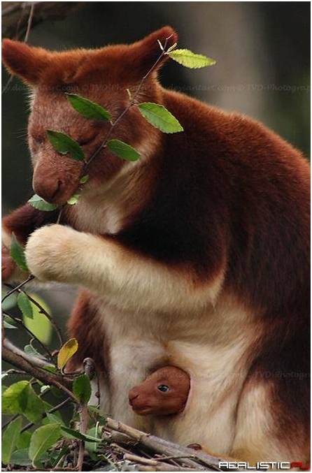 Tree Kangaroo with baby