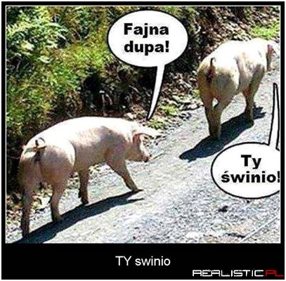 Ty świnio