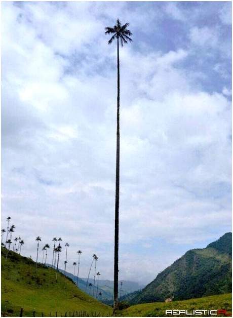Wax Palm, mainly found in Colombia