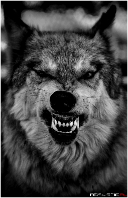 Angry wolf