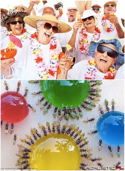 Aunts drinking colored liquid