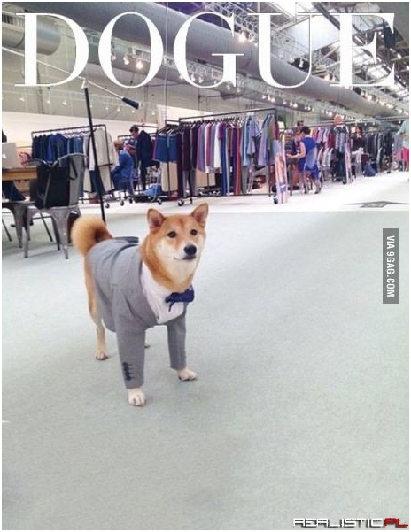 Dogue