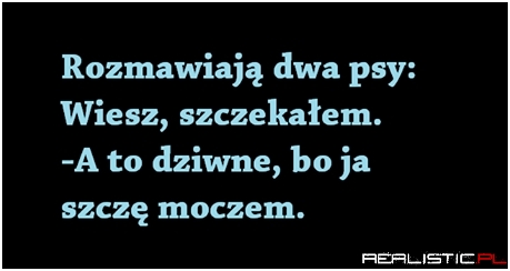 Dwa psy