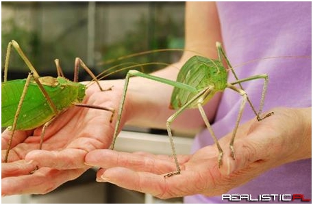 Giant Malaysian Katydid