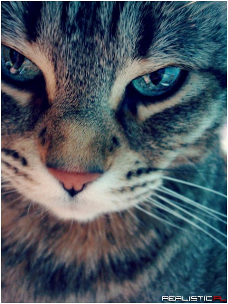 Miauu