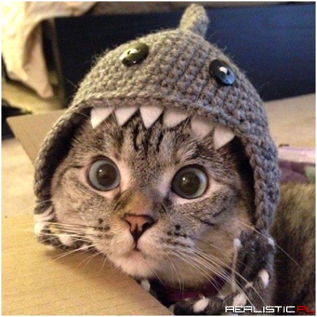 Nala cat