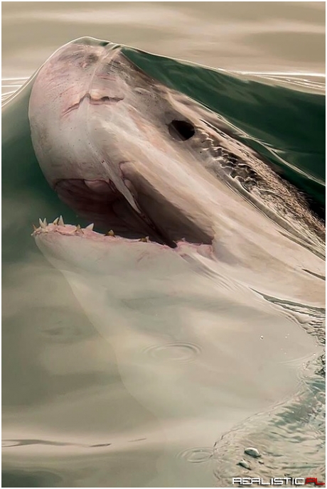 Shark
