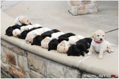 So adorable. They look like a piano!