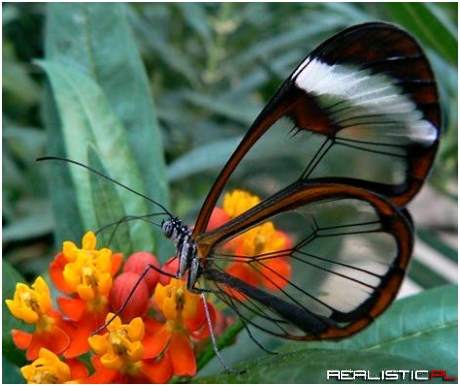 The rare and beautiful Glasswing Butterfly