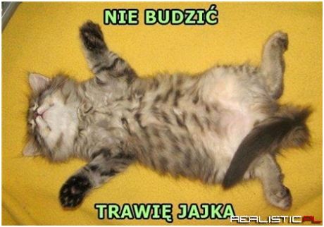 Trawię jajka