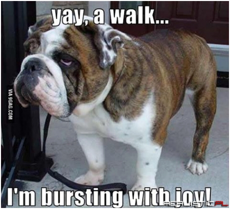 Yay, a walk...