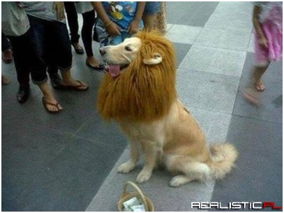 A golden retreiver dressed up as a lion