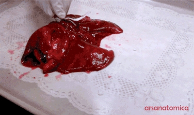 A pair of lungs got filled with air and it was awesome