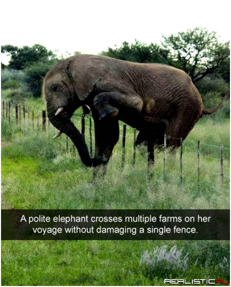 A polite elephant