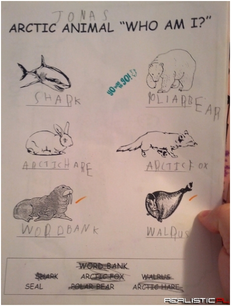 Arctic animal