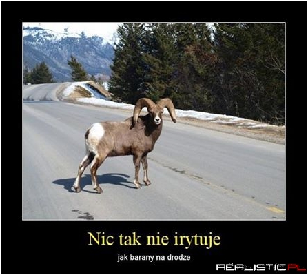 Barany na drodze