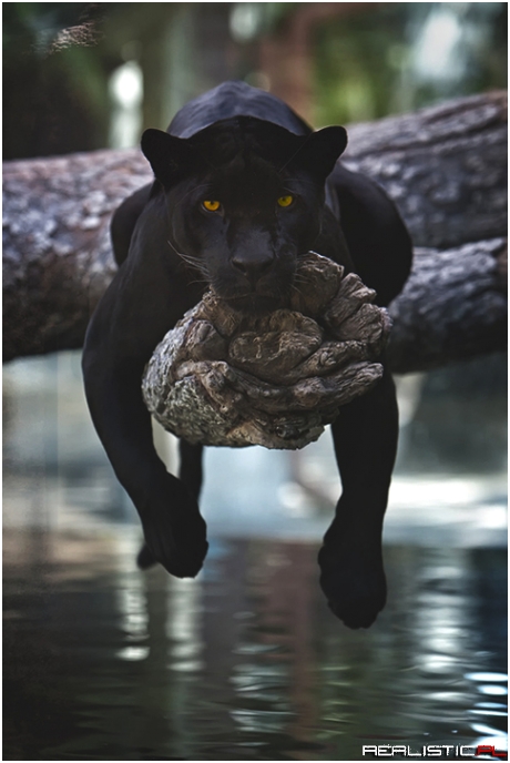 Black puma