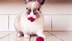 Bunny eating raspberries