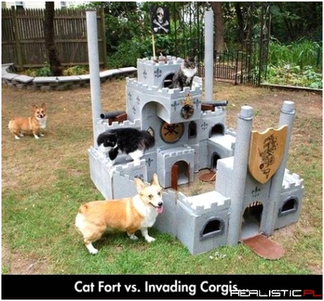 Cat fort