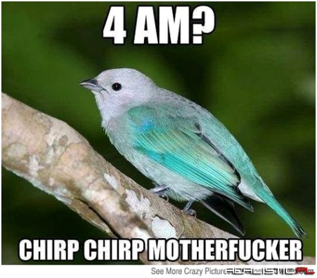 Chirp chirp