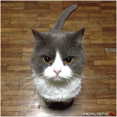 Condescending Cat is not happy with me