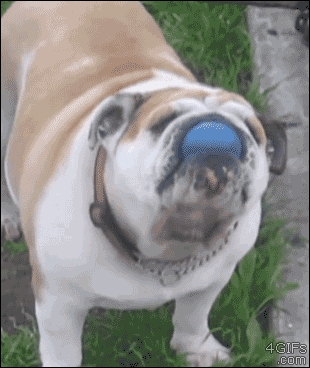 Dog trick