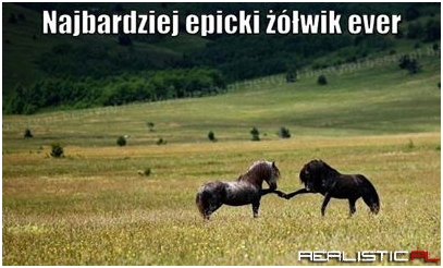 Epicki żółwik